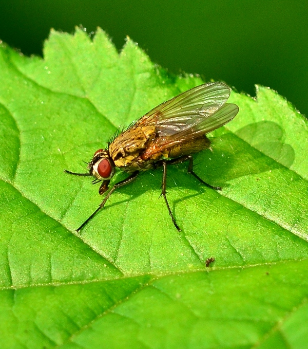 Hydrophoria lancifer (Anthomyiidae)